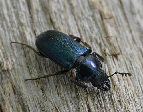 Platycerus sp.