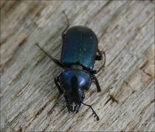 Platycerus sp.
