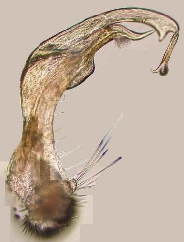 Réf. 118 290 : Polydesmus angustus