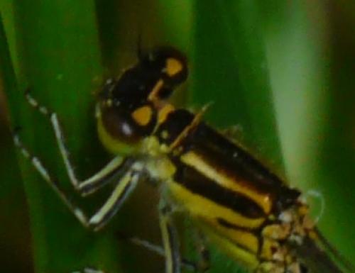 Réf. 118 315 : Coenagrion mercuriale