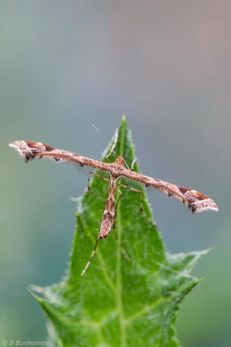 Amblyptilia acanthadactyla