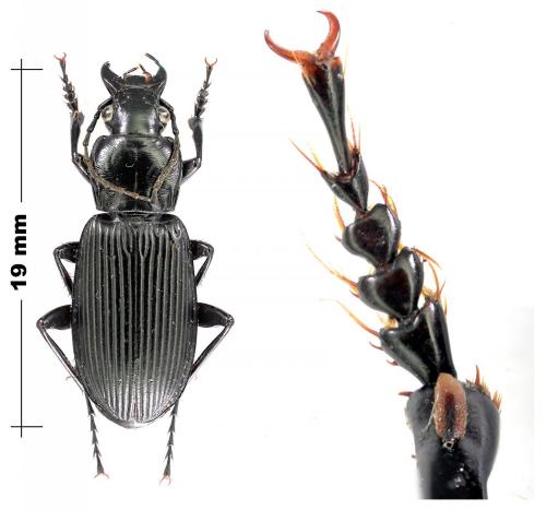 Pterostichus niger