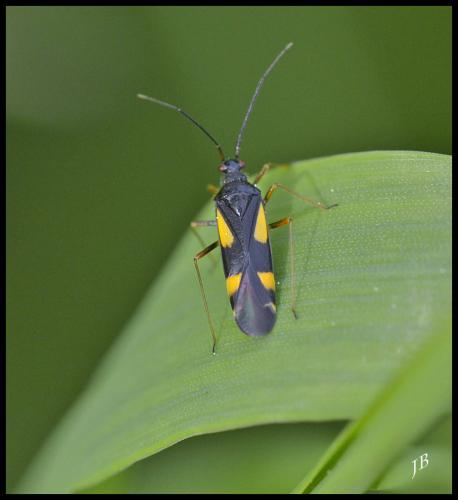 Dryophilocoris flavoquadrimaculatus