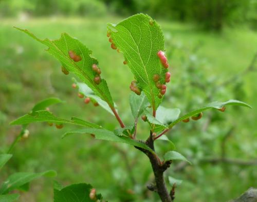 Eriophyes prunispinosae