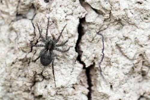 Pardosa sp.