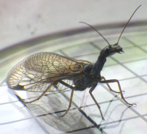 Phaeostigma notatum