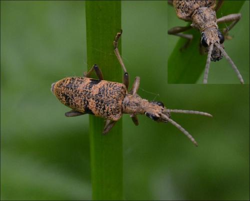 Rhagium mordax