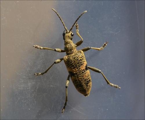 Rhagium mordax