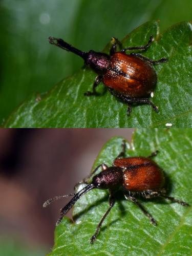 Tatianaerhynchites aequatus