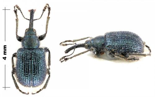 Neocoenorrhinus interpunctatus