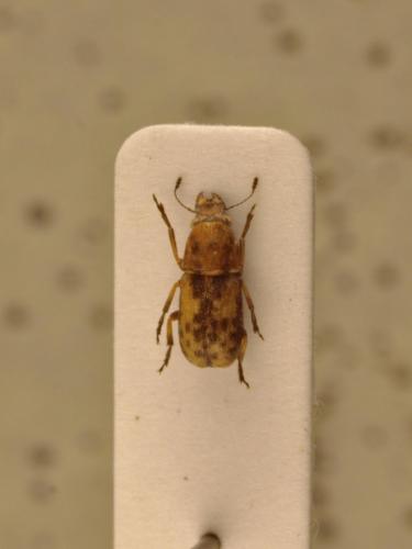 Réf. 118 654 : Enedreytes hilaris