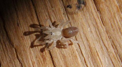 Dysdera sp.