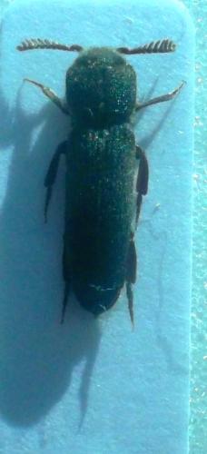 Melasis buprestoides