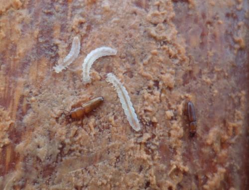 Réf. 118 763 : Prostomis mandibularis