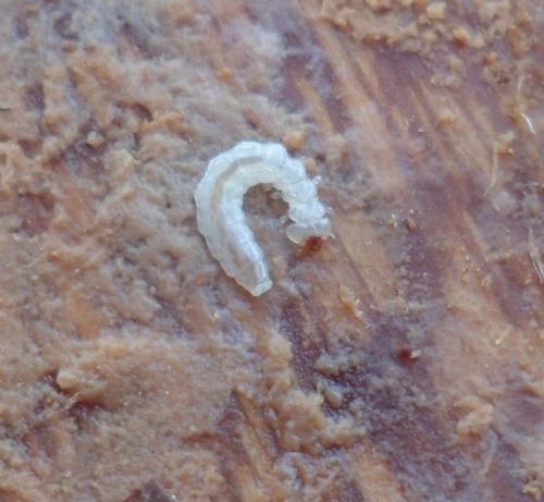 Réf. 118 758 : Prostomis mandibularis