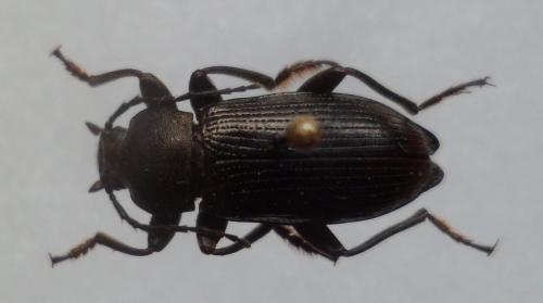 Réf. 118 934 : Stenomax aeneus