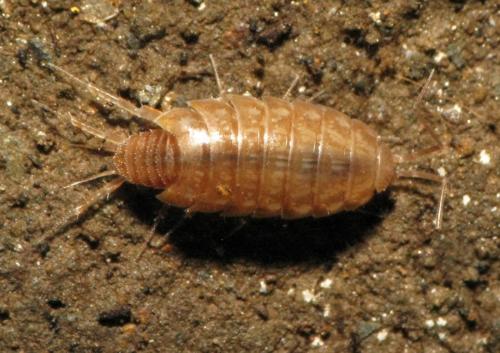Chaetophiloscia cellaria