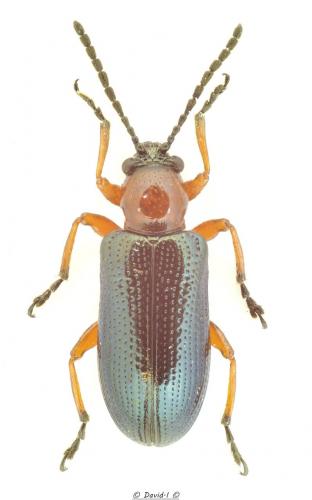 Oulema sp.