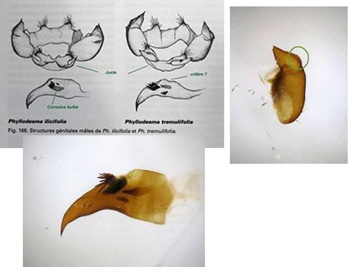 Phyllodesma sp.