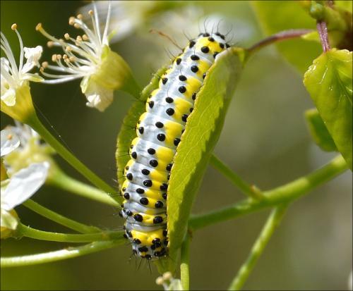 Diloba caeruleocephala
