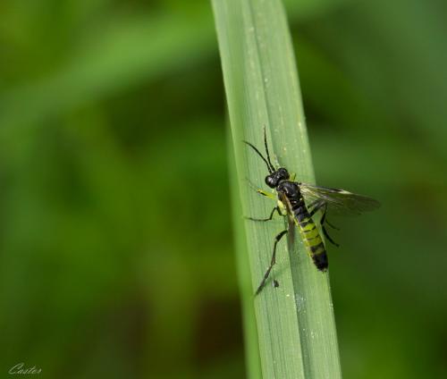 Tenthredo solitaria