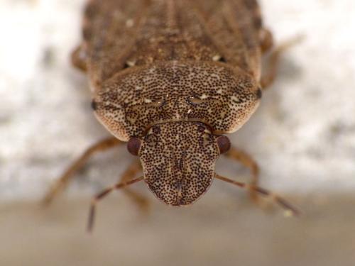 Réf. 118 335 : Sciocoris sideritidis