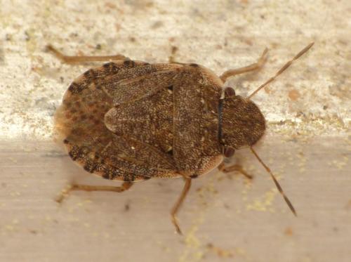 Réf. 118 336 : Sciocoris sideritidis
