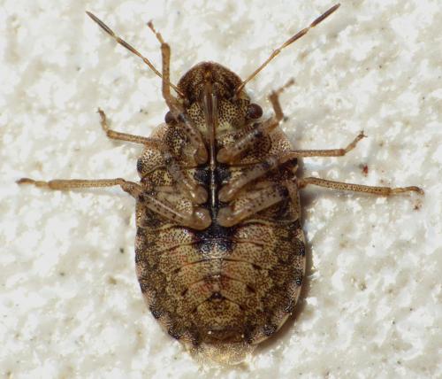 Réf. 118 337 : Sciocoris sideritidis