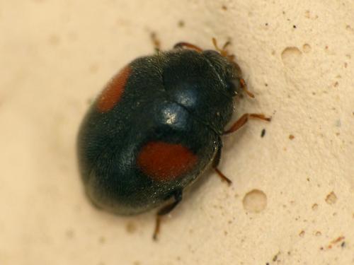 Réf. 118 327 : Scymnus sp.