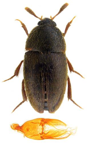 Colon brunneum