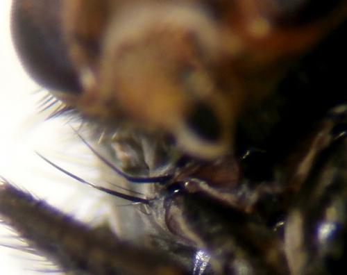 Actia sp.