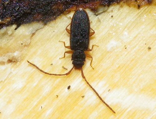 Uleiota planatus