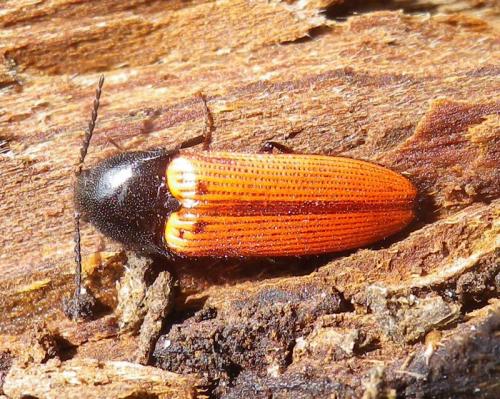 Réf. 118 821 : Ampedus sp.