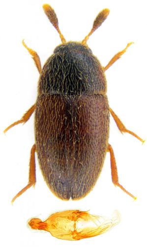 Colon barnevillei