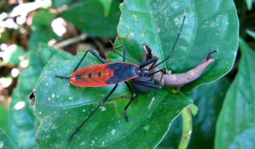 Réf. 118 267 : Macroceroea grandis