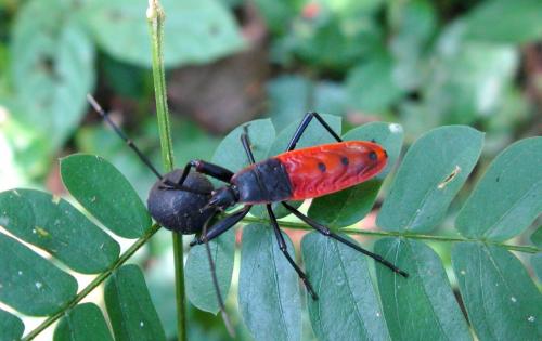 Réf. 118 268 : Macroceroea grandis