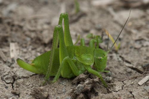Réf. 118 201 : Polysarcus denticauda