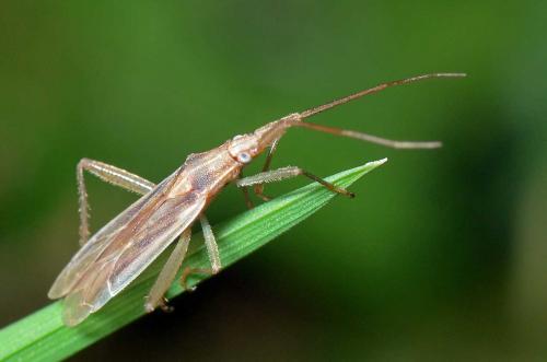 Stenodema laevigata