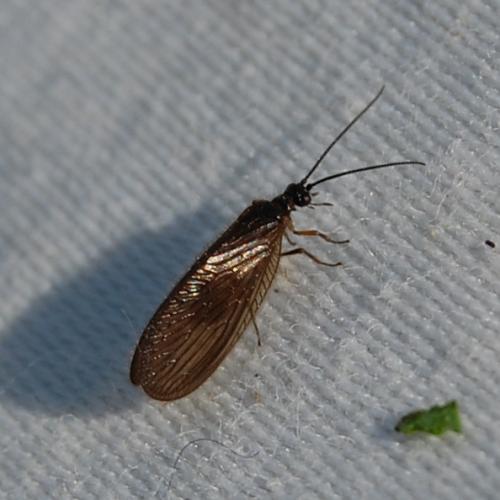 Sisyra nigra