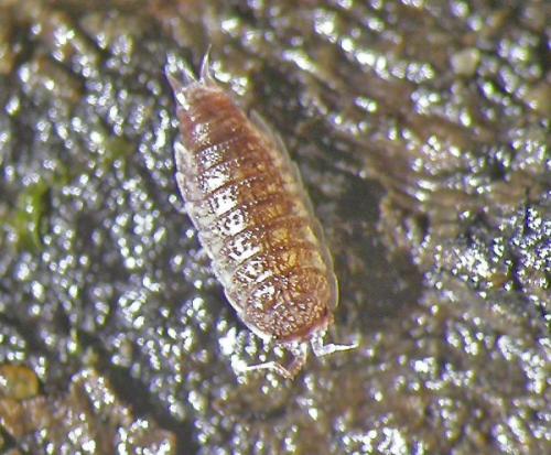 Trichoniscoides albidus