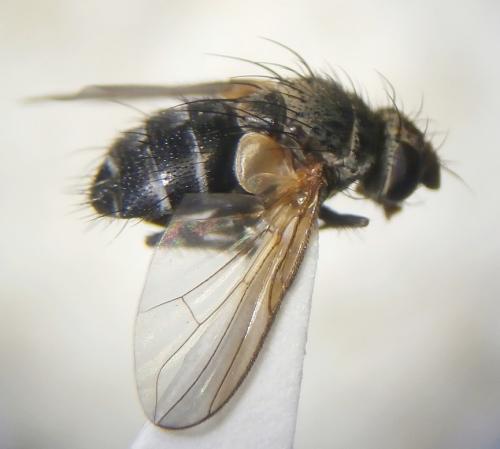 Actia sp.