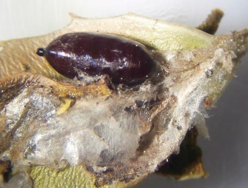 Actia sp.