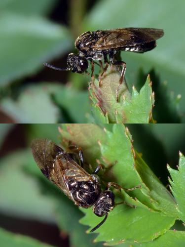 Réf. 118 440 : Sterictiphora (geminata-longicornis)