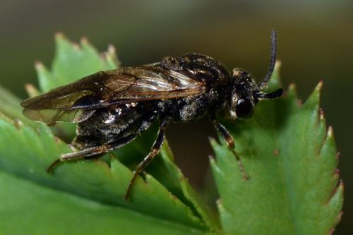 Sterictiphora (geminata-longicornis)