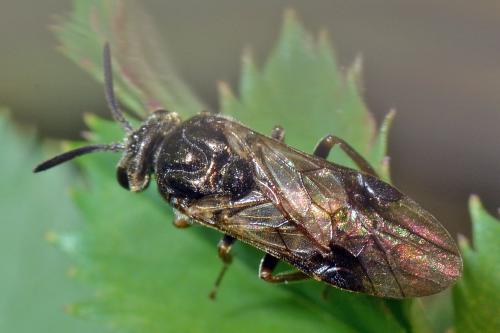 Réf. 118 580 : Sterictiphora (geminata-longicornis)