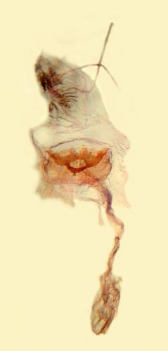 Réf. 118 651 : Thera obeliscata