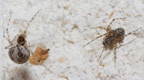 Réf. 118 770 : Theridion sp.