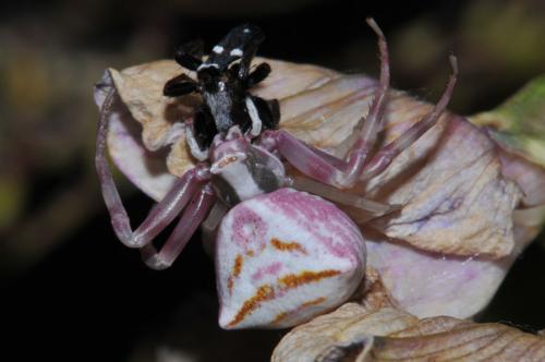 Réf. 118 586 : Thomisus onustus