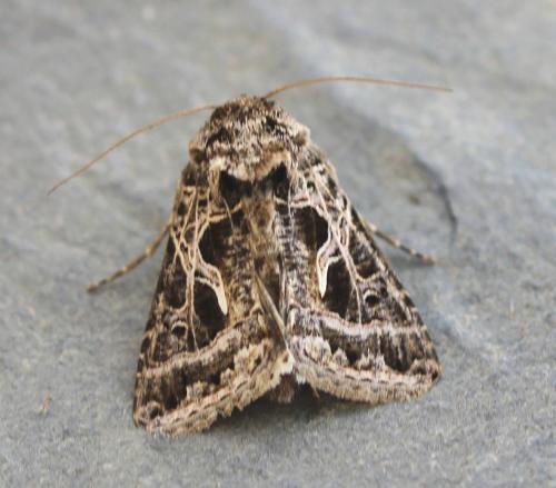 Réf. 118 393 : Thysanoplusia daubei