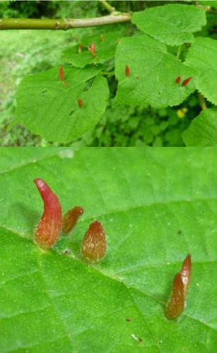 Eriophyes tiliae